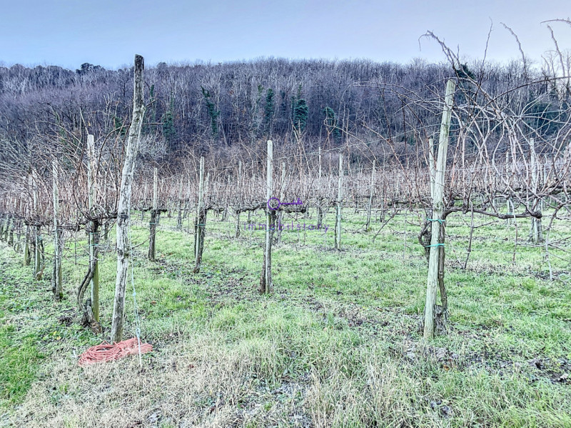 Superficie totale di 16.496 mq, caratterizzata da una configurazione non regolare ma BEN delimita...