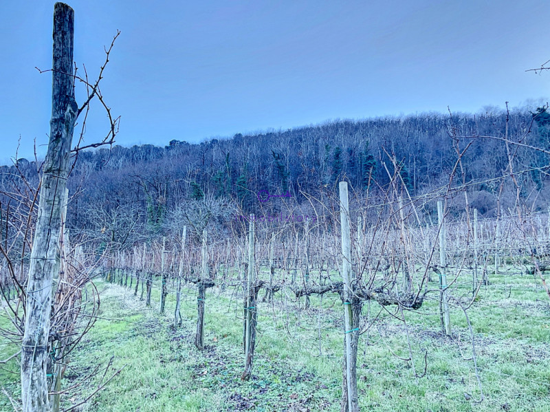 Superficie totale di 16.496 mq, caratterizzata da una configurazione non regolare ma BEN delimita...