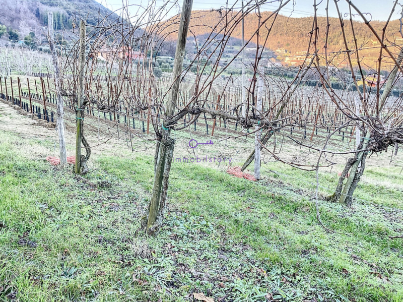 Superficie totale di 16.496 mq, caratterizzata da una configurazione non regolare ma BEN delimita...