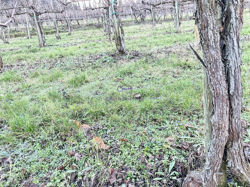 Superficie totale di 16.496 mq, caratterizzata da una configurazione non regolare ma BEN delimita...