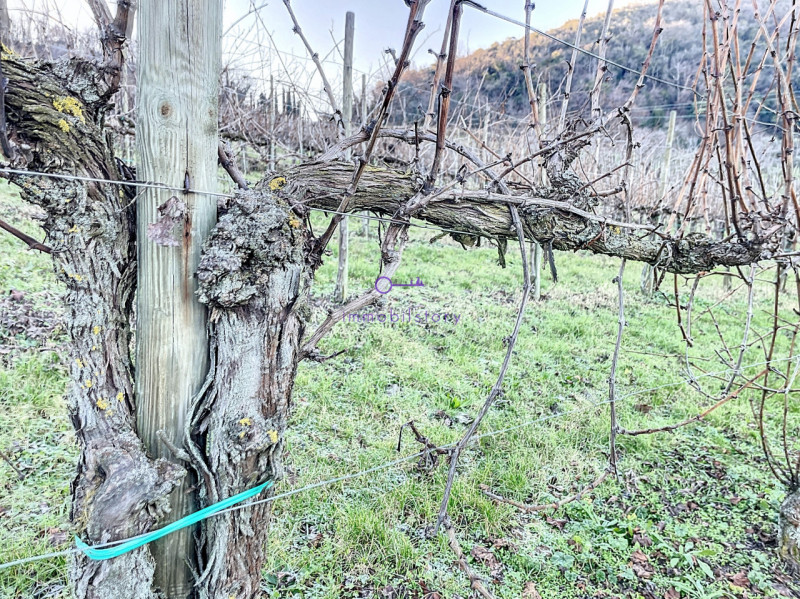 Superficie totale di 16.496 mq, caratterizzata da una configurazione non regolare ma BEN delimita...