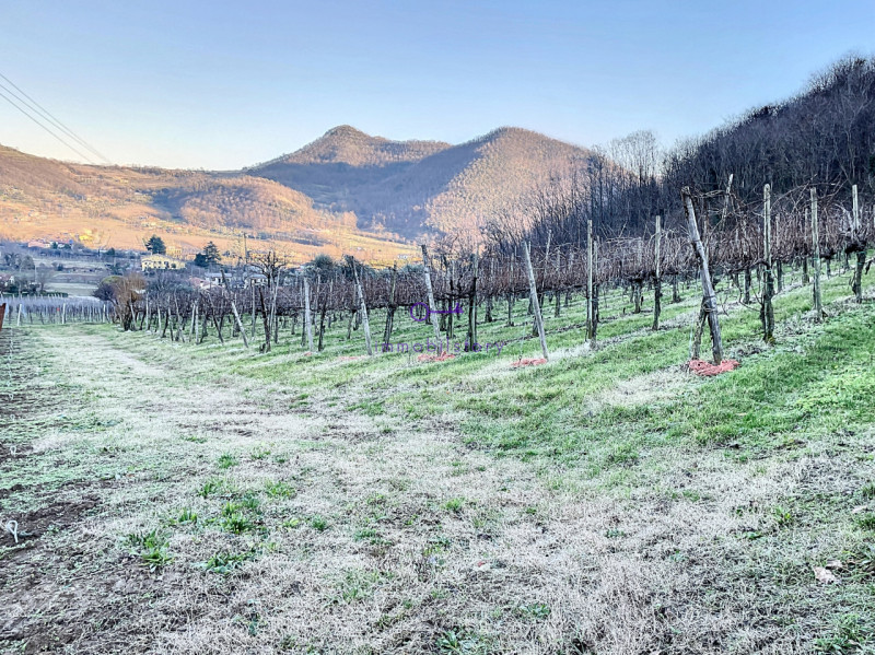 Superficie totale di 16.496 mq, caratterizzata da una configurazione non regolare ma BEN delimita...