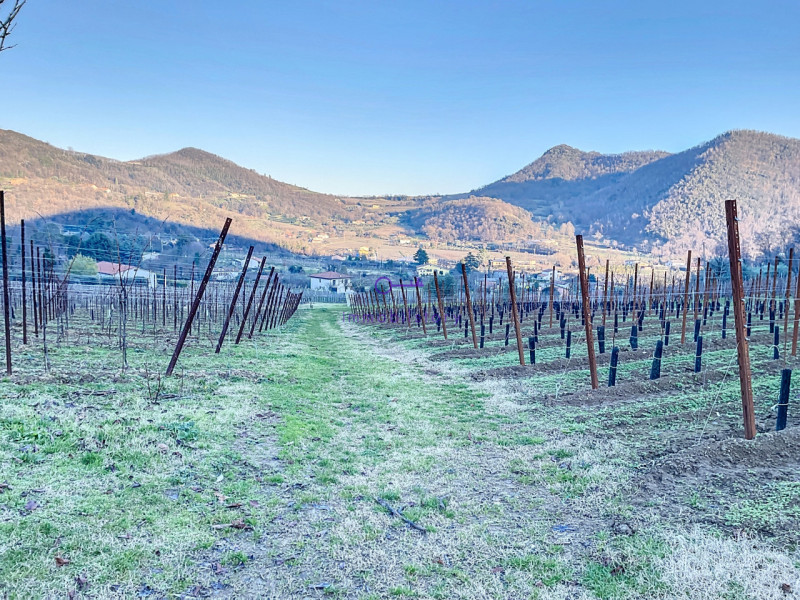 Superficie totale di 16.496 mq, caratterizzata da una configurazione non regolare ma BEN delimita...