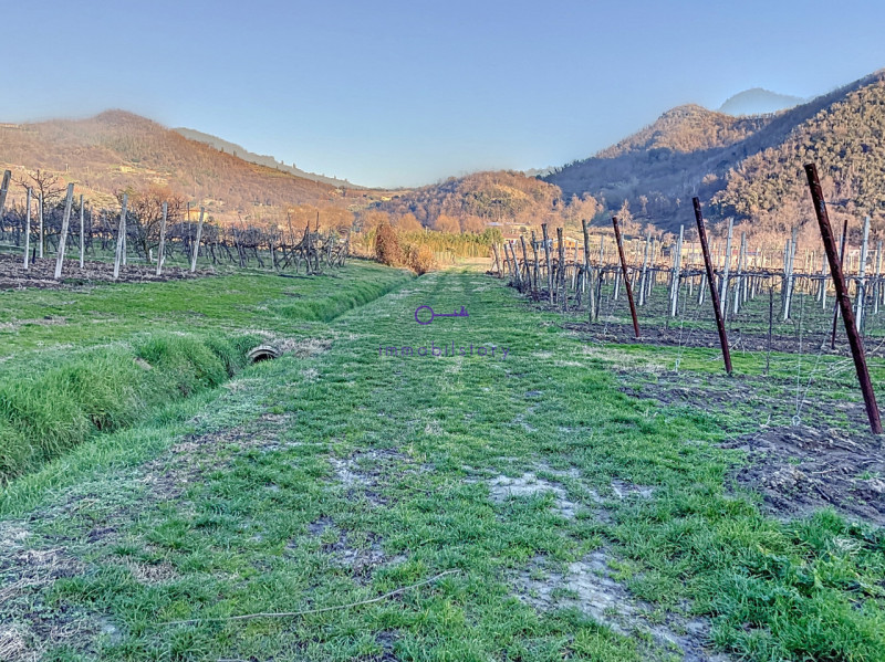 Superficie totale di 16.496 mq, caratterizzata da una configurazione non regolare ma BEN delimita...