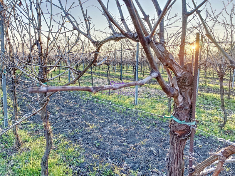 3950 metri quadrati, situato in una posizione in piano, facilmente raggiungibile con mezzi di tra...
