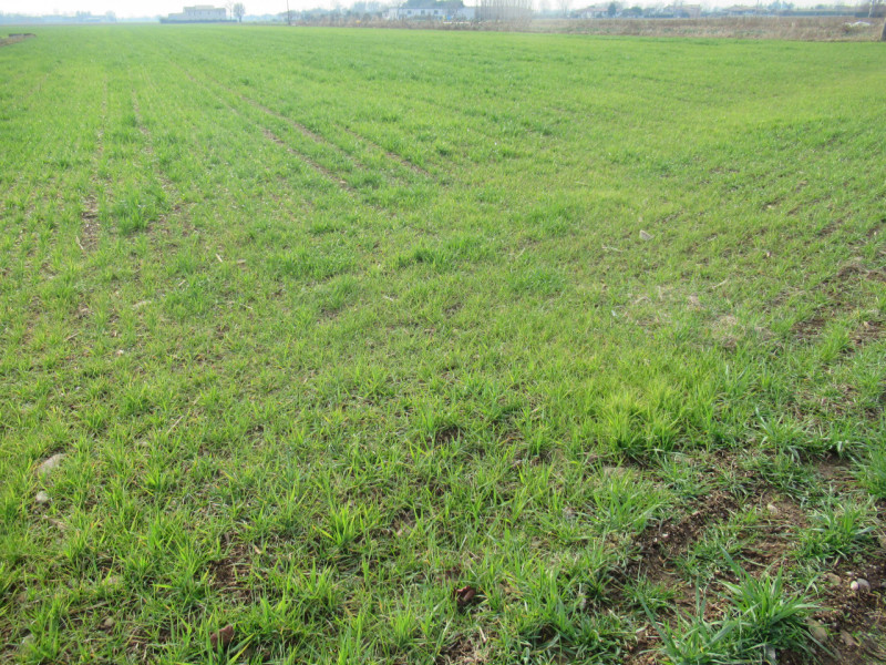 Per informazioni: 335.8345159. A Trevignano (TV) proponiamo in vendita terreno agricolo di comple...