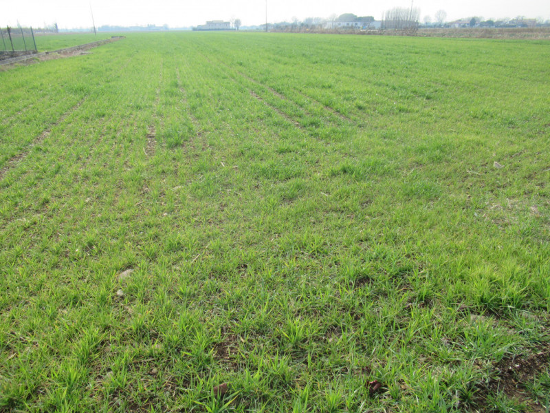 Per informazioni: 335.8345159. A Trevignano (TV) proponiamo in vendita terreno agricolo di comple...