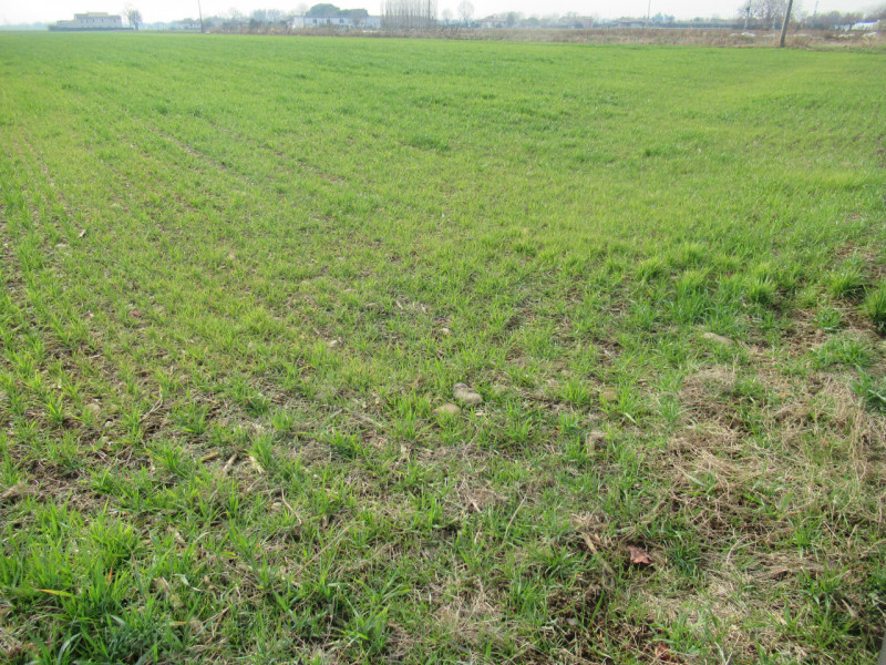 Per informazioni: 335.8345159. A Trevignano (TV) proponiamo in vendita terreno agricolo di comple...