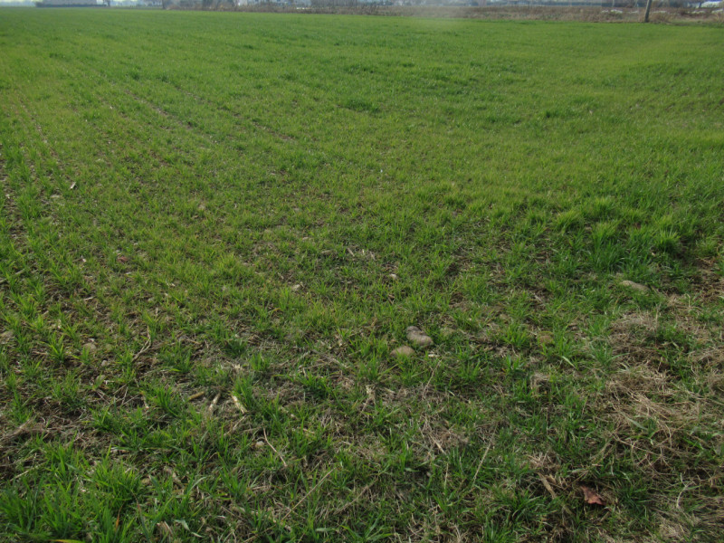 Per informazioni: 335.8345159. A Trevignano (TV) proponiamo in vendita terreno agricolo di comple...