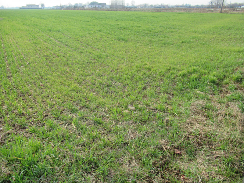 Per informazioni: 335.8345159. A Trevignano (TV) proponiamo in vendita terreno agricolo di comple...