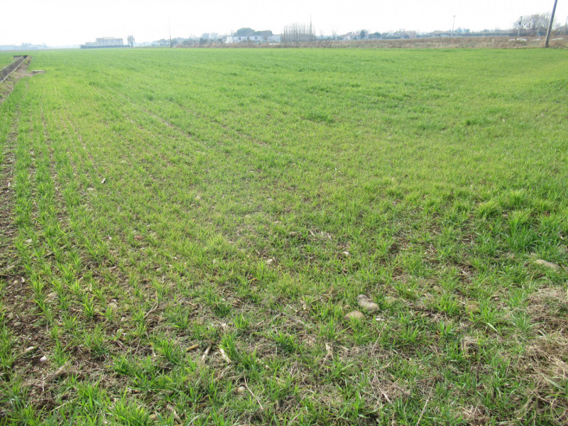 Per informazioni: 335.8345159. A Trevignano (TV) proponiamo in vendita terreno agricolo di comple...