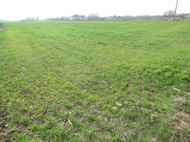 Per informazioni: 335.8345159. A Trevignano (TV) proponiamo in vendita terreno agricolo di comple...