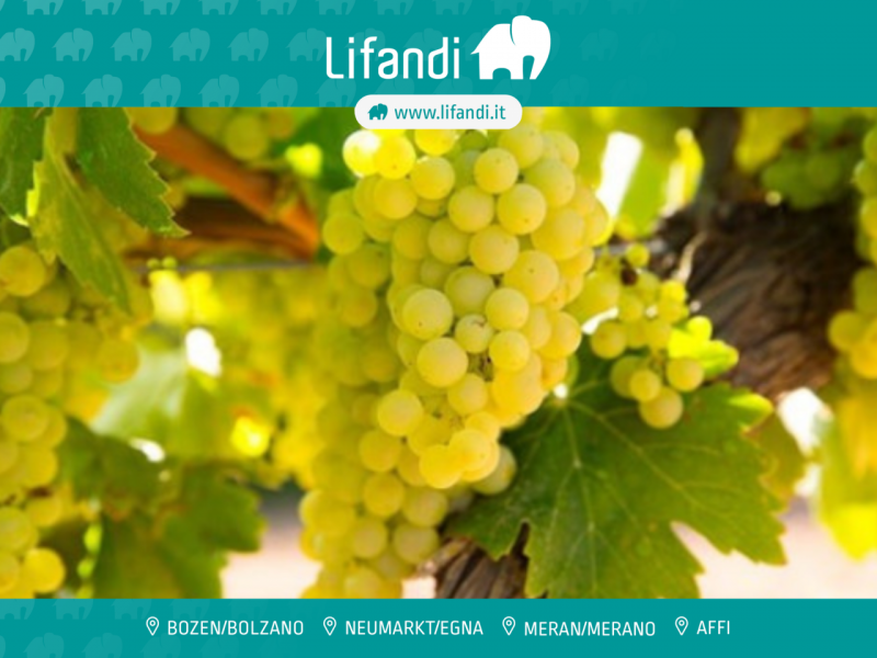 Anterivo/Altrei Vendita Terreno terreno agricolo/coltura