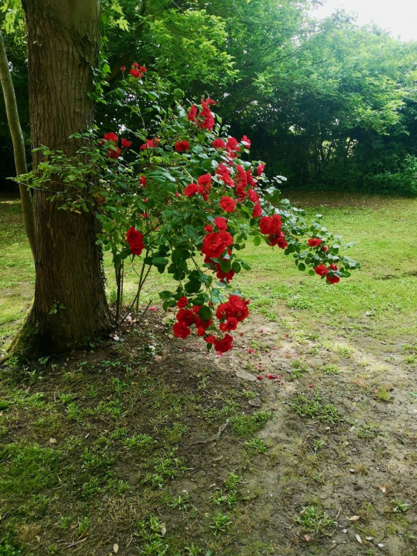 SALBORO, POZZOVEGGIANI, BELLA E PARTICOLARE VILLA SINGOLA DI MQ. 700 CON PARCO ESCLUSIVO, RECINTA...