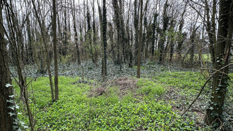 In località Granze in via Savellon, a 2 minuti dal centro città e a 5 minuti da Solesino, immerso...