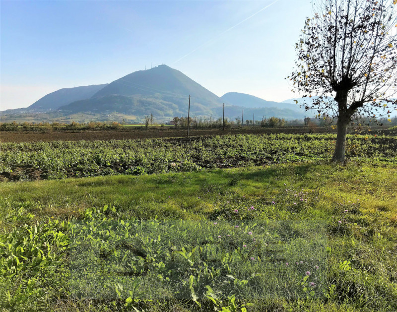 Immerso nel verde della pianura vendesi fabbricato rurale uso abitazione per mq 160 su due piani,...
