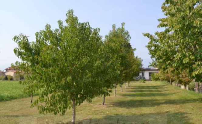 SARCEDO (VI) VIA CALCARA - Piena proprietà per la quota di 1/1 su terreni agricoli (Mappali 154 e...