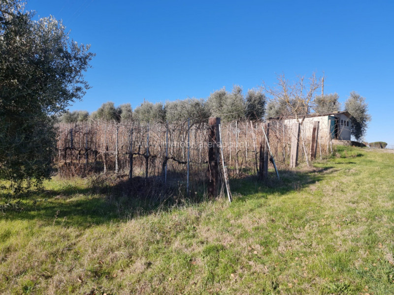Terreni in Vendita a Montepulciano