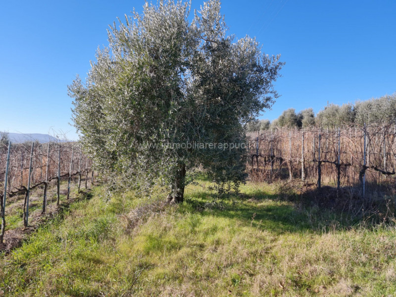 Terreni in Vendita a Montepulciano
