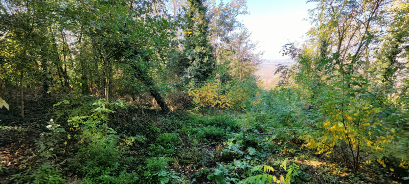 Nel cuore di Baone, proponiamo in vendita un rustico da ristrutturare, circondato da un ampio ter...