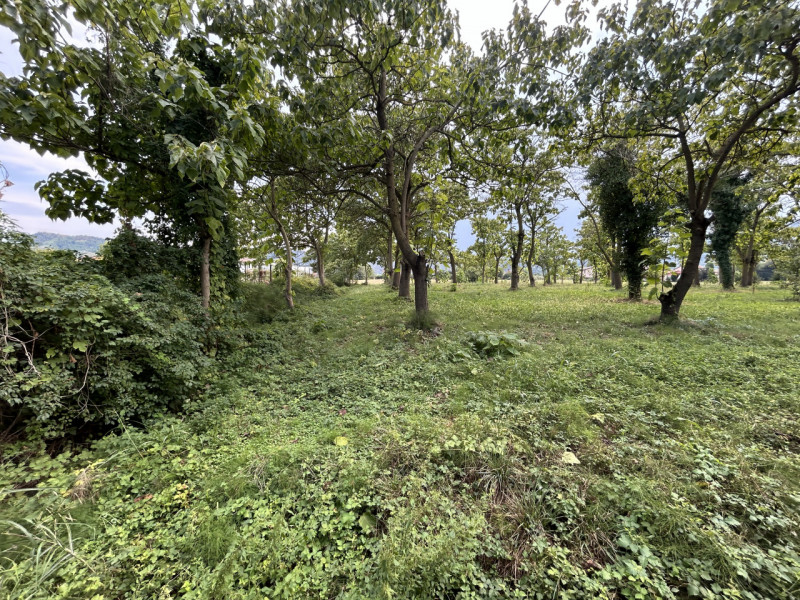 TORREGLIA – AMPIO TERRENO AGRICOLO IN POSIZIONE PANORAMICA

Nel cuore della splendida campagna ve...
