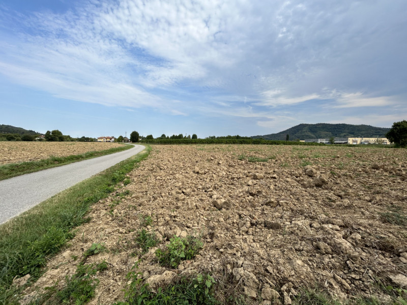 TORREGLIA – AMPIO TERRENO AGRICOLO IN POSIZIONE PANORAMICA

Nel cuore della splendida campagna ve...