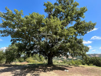 Large semi-detached farmhouse with land and olive trees in a panoramic position