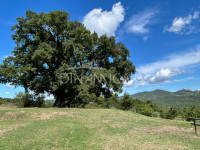 Large semi-detached farmhouse with land and olive trees in a panoramic position