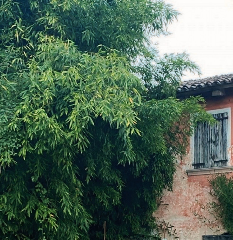 (Per INFO 3316190143) A Castelminio di Resana proponiamo in vendita rustico da ristrutturare di c...