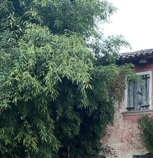 (Per INFO 3316190143) A Castelminio di Resana proponiamo in vendita rustico da ristrutturare di c...