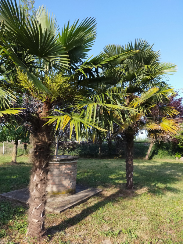 Scopri un'opportunità unica di investimento nel cuore di Correzzola. Proponiamo in vendita un amp...