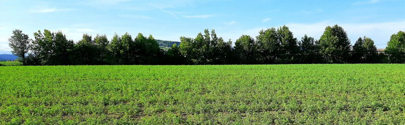 SOSSANO: Situato in zona di campagna ed ottimamente collegato al Centro del paese, ampio immobile...