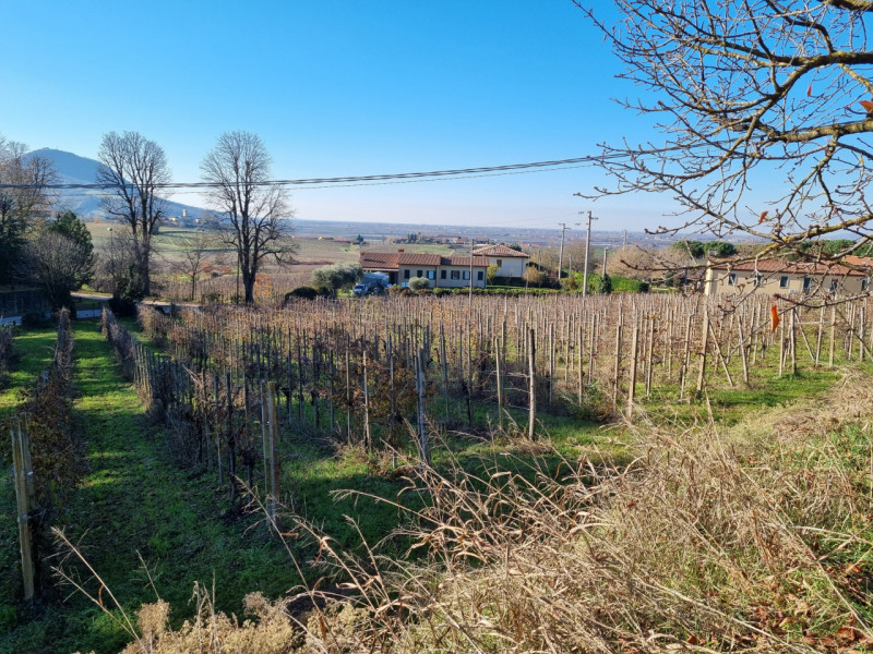 Boccon di Vo' (PD), in posizione panoramica ed esposto a Sud-Ovest proponiamo in Vendita un Compl...
