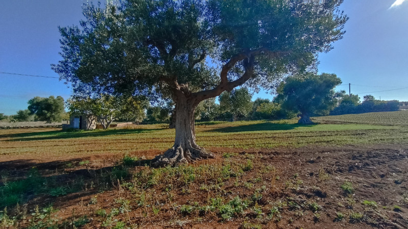 immagine annuncio 6 di 13