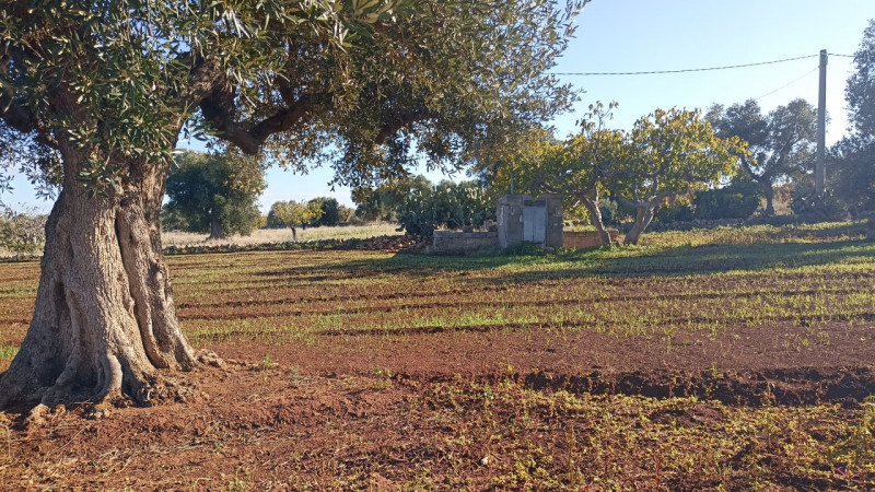 immagine annuncio 7 di 13