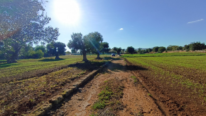 immagine annuncio 11 di 13