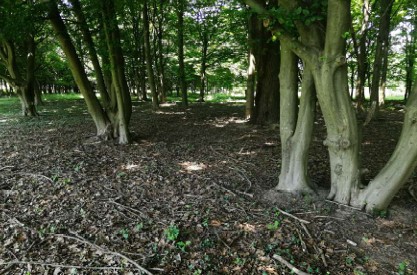 Rif. A.A.248-233

Vendita all'asta - terreno adibito ad area verde in data 28 gennaio 2026

Descr...