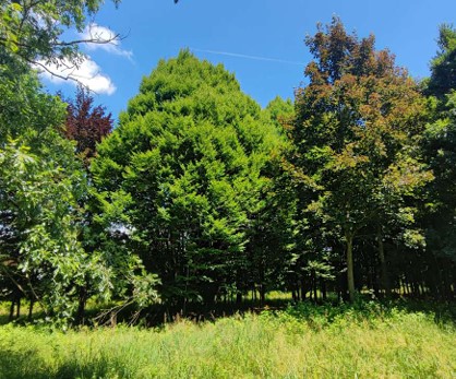 Rif. A.A.248-233

Vendita all'asta - terreno adibito ad area verde in data 28 gennaio 2026

Descr...