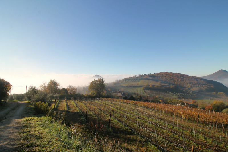 A Cinto Euganeo, in località Valnogaredo, proponiamo in vendita una splendida porzione di villett...