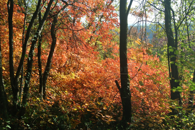 Nel comune di Val Liona loc. Grancona, proponiamo appezzamento di terreno a bosco da tagliare. --...