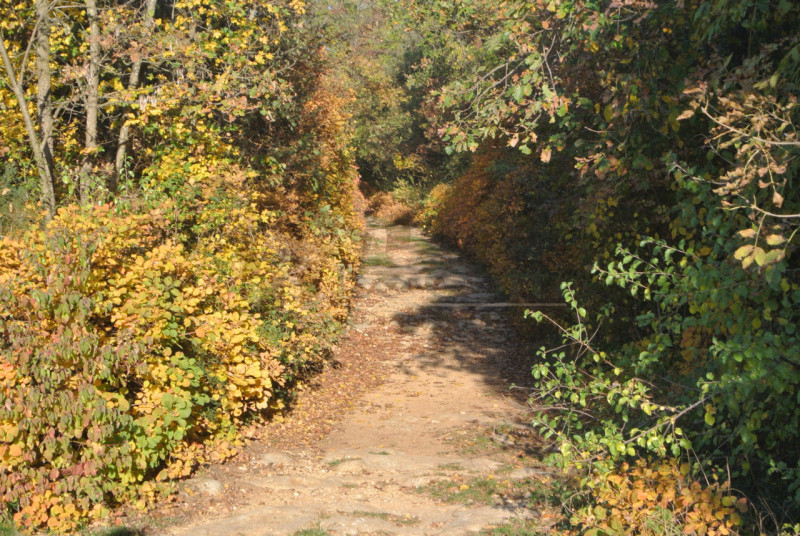 Nel comune di Val Liona loc. Grancona, proponiamo appezzamento di terreno a bosco da tagliare. --...