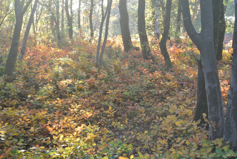 Nel comune di Val Liona loc. Grancona, proponiamo appezzamento di terreno a bosco da tagliare. --...