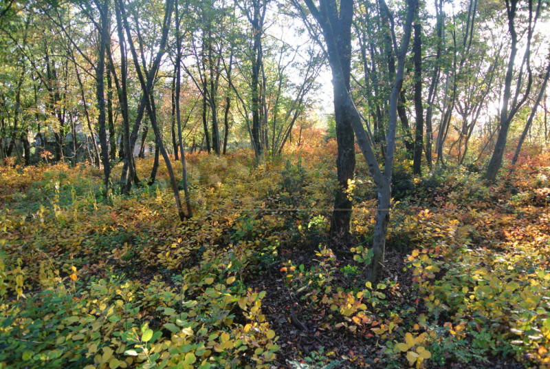 Nel comune di Val Liona loc. Grancona, proponiamo appezzamento di terreno a bosco da tagliare. --...