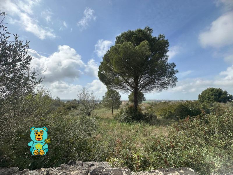 Terreni in Vendita a Parabita