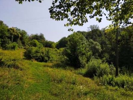 San Zenone degli Ezzelini Vendita Terreno terreno boschivo