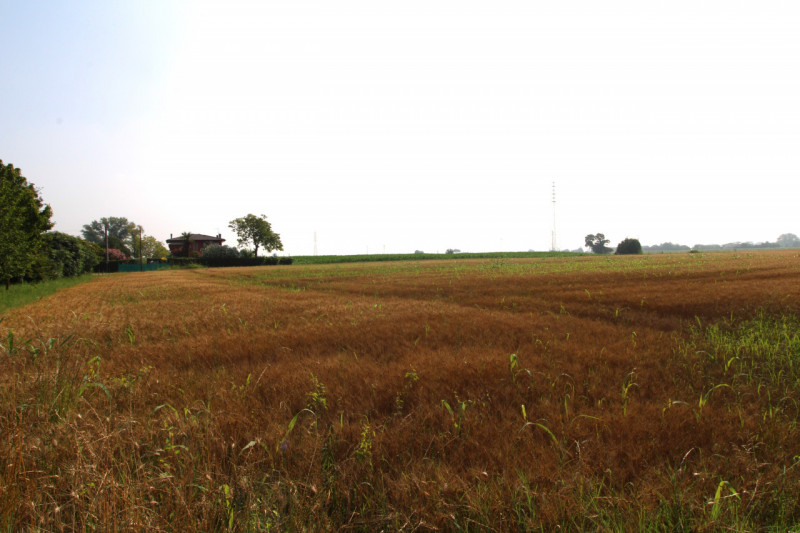 Monselice Vendita Terreno terreno agricolo/coltura