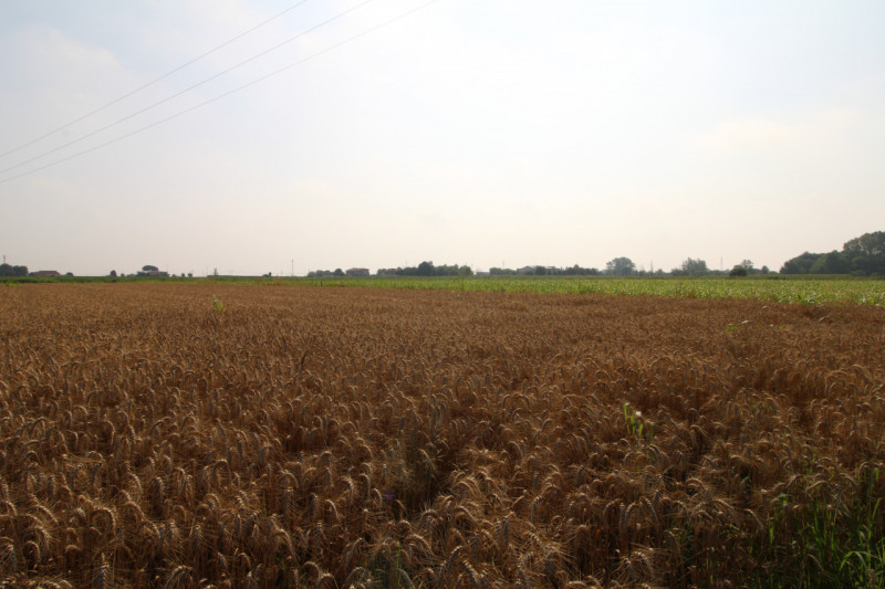 MONSELICE: si propone in vendita terreno agricolo di 60.098 mq. L'appezzamento rappresenta una va...