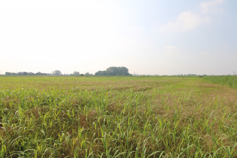 MONSELICE: si propone in vendita terreno agricolo di 60.098 mq. L'appezzamento rappresenta una va...