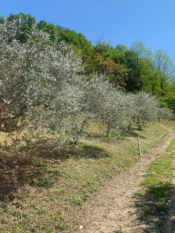 Esplora l'incanto delle colline dell'alto vicentino con questo affascinante rustico in vendita.  ...