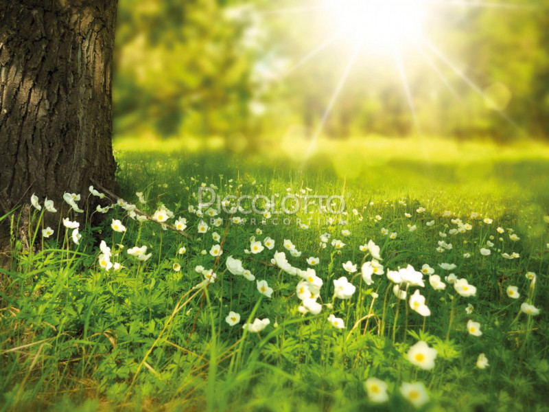 Rif. V4978 A5 - Chalet Ciasa al Sol, esclusivo appartamento in vendita in privilegiata posizione ...